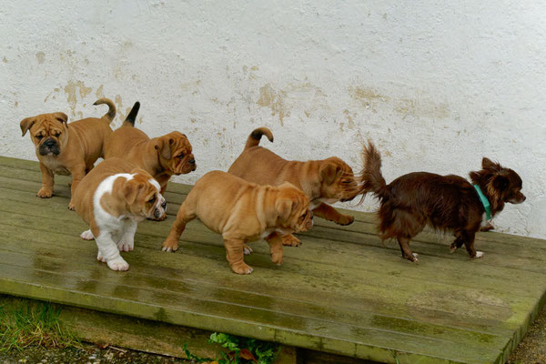 T Wurf - mit dem Chihuahua-Besuch