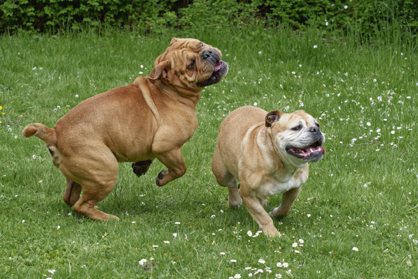 Freddy und Lotte Verpaarung Mai 2022