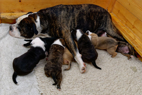 Der ganze U-Wurf - drei Wochen alt