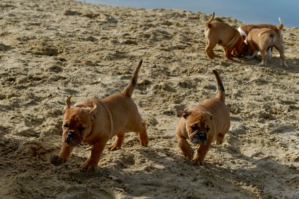 T Wurf mit Opa Freddy - acht Wochen alt