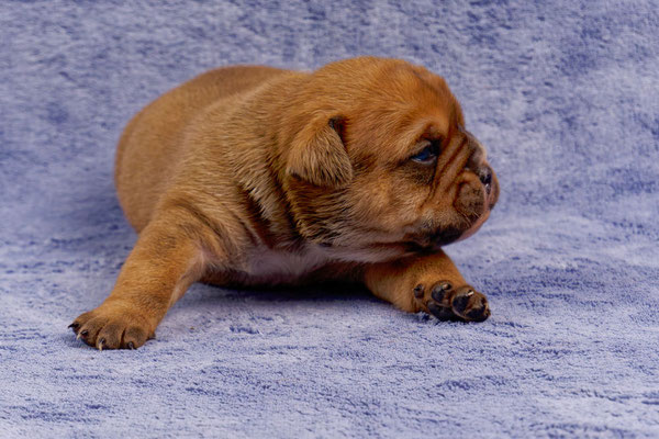 Toni - mit zwei Wochen