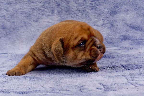 Toni - mit zwei Wochen