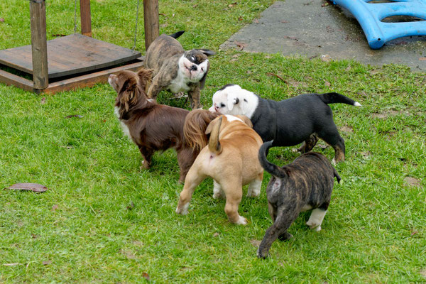 Besuch beim U-Wurf