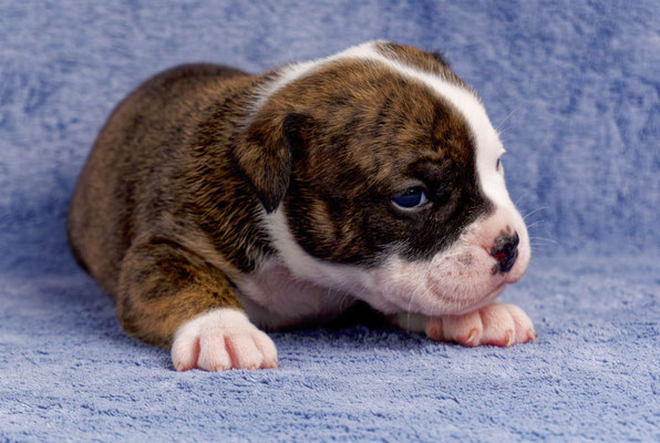 Ursa - drei Wochen alt