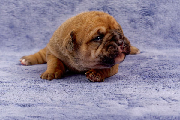 Tessa - mit zwei Wochen