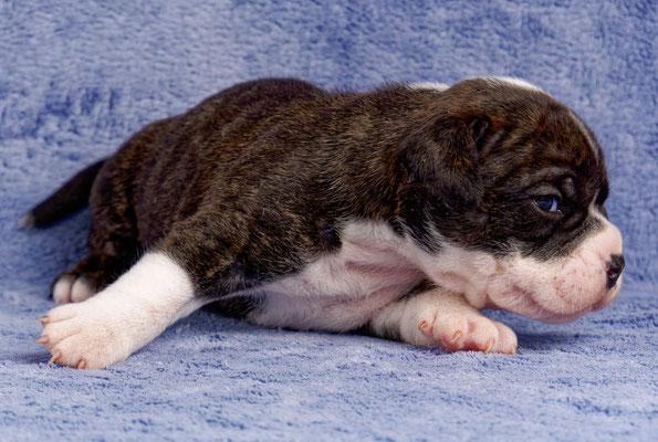 Uta - drei Wochen alt