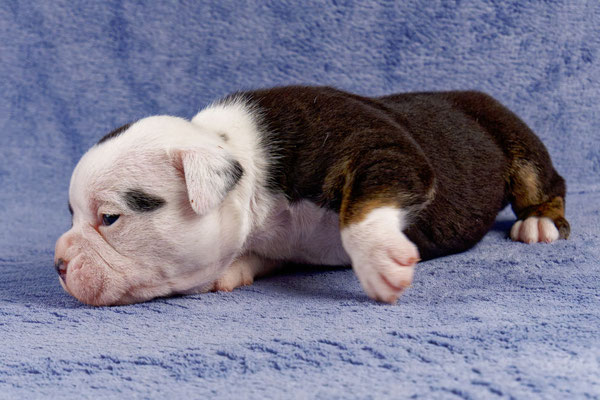 Uri - drei Wochen alt