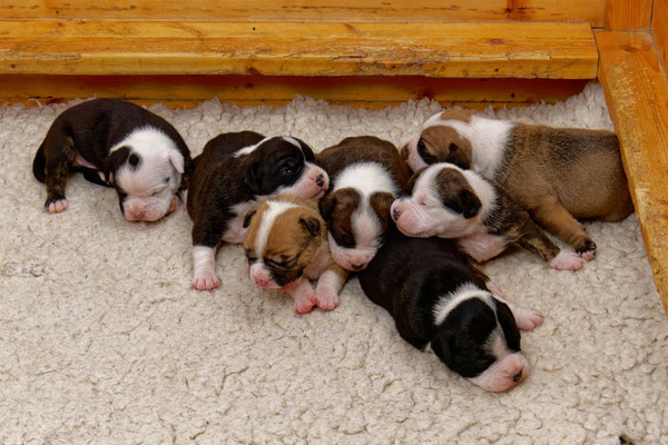 Der ganz Wurf - zwei Wochen alt