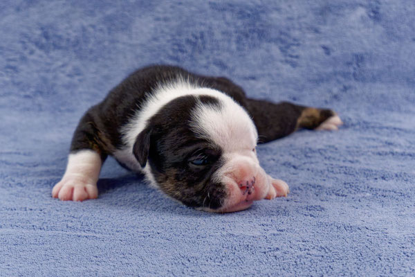 Uri - zwei Wochen alt