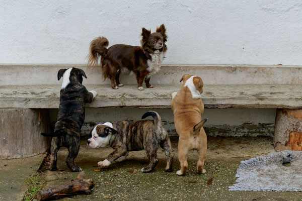 Besuch beim U-Wurf