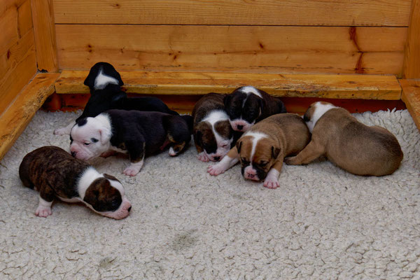 Der ganze U-Wurf - drei Wochen alt