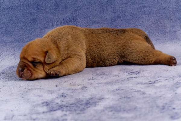 Teddy - mit einer Woche