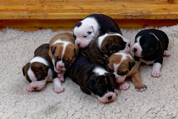 Der ganze U-Wurf - drei Wochen alt