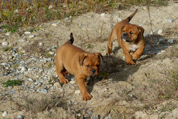 T Wurf mit Opa Freddy - acht Wochen alt