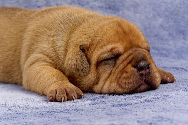 Teddy - mit zwei Wochen