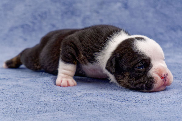 Uri - zwei Wochen alt