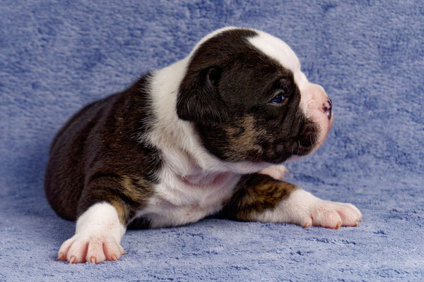 Uri - drei Wochen alt