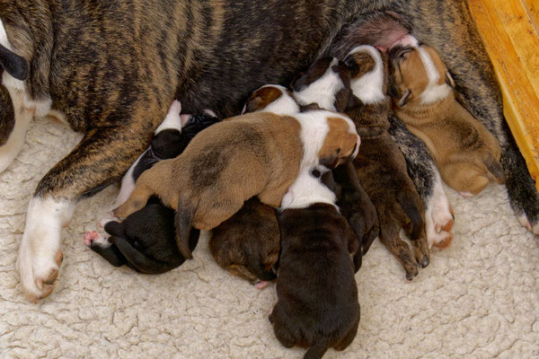 Der ganz Wurf - zwei Wochen alt