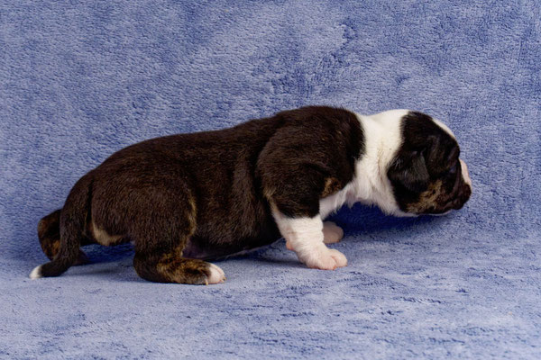 Uri - drei Wochen alt