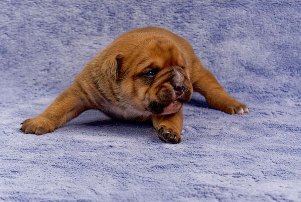 Toni - mit zwei Wochen