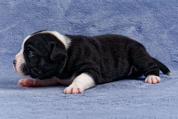 Usha - zwei Wochen alt