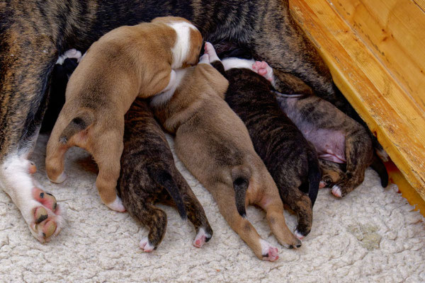 Der ganze U-Wurf - drei Wochen alt