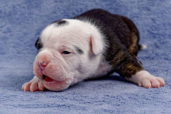 Uri - zwei Wochen alt