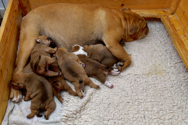 Der ganze Wurf - mit zwei Wochen