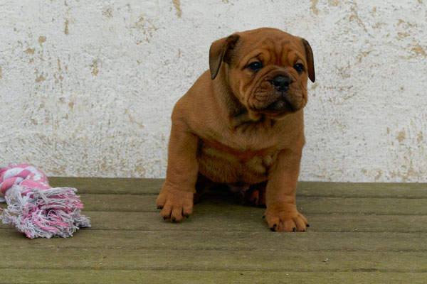 Tyson - mit sieben Wochen