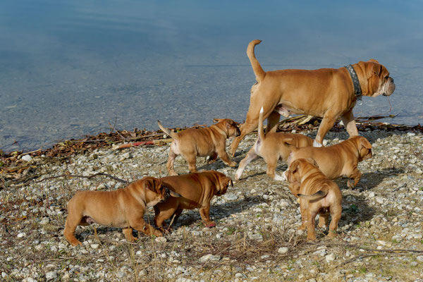 T Wurf mit Opa Freddy - acht Wochen alt