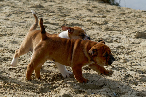 T Wurf mit Opa Freddy - acht Wochen alt