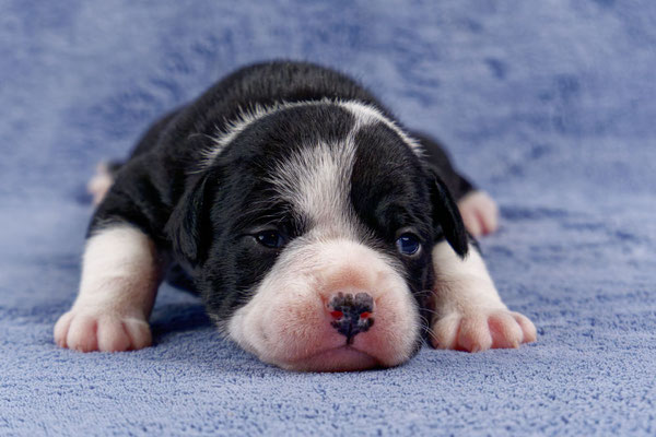 Usha - zwei Wochen alt