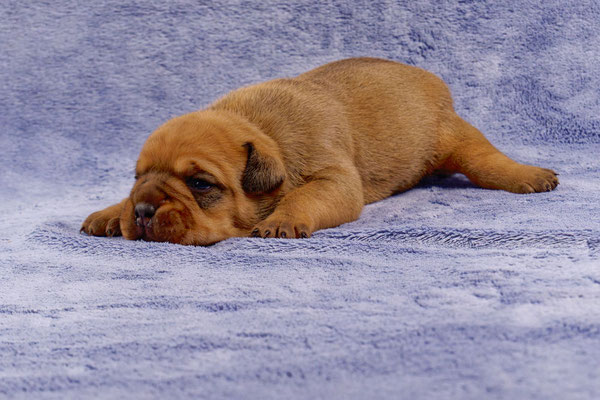 Tyson - mit zwei Wochen