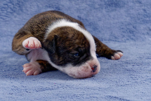 Ursa - zwei Wochen alt