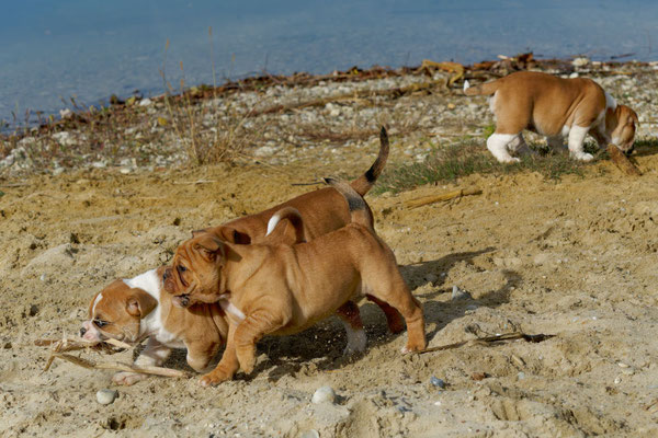 T Wurf mit Opa Freddy - acht Wochen alt