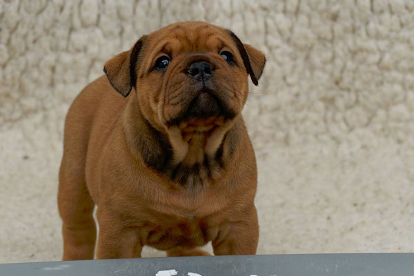 Tyson - fünf Wochen alt