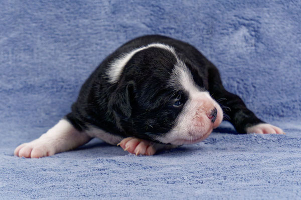 Usha - zwei Wochen alt