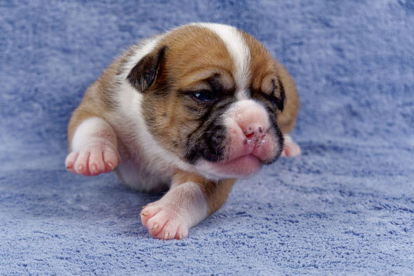 Uma - zwei Wochen alt