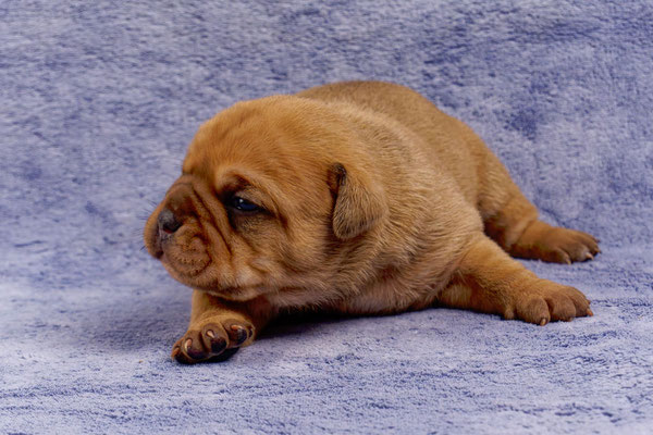 Teddy - mit zwei Wochen