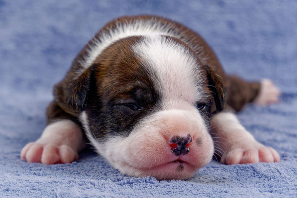 Unkas - zwei Wochen alt