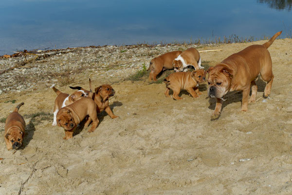 T Wurf mit Opa Freddy - acht Wochen alt