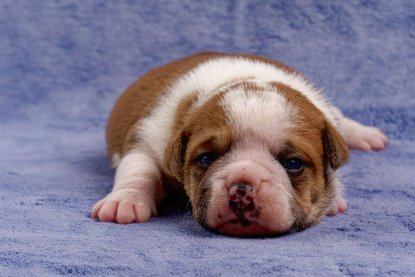 Tinka - mit zwei Wochen