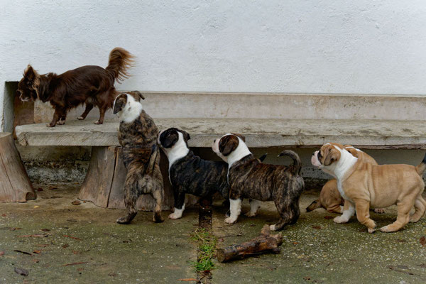 Besuch beim U-Wurf