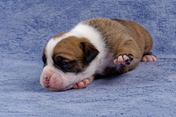 Urano - zwei Wochen alt