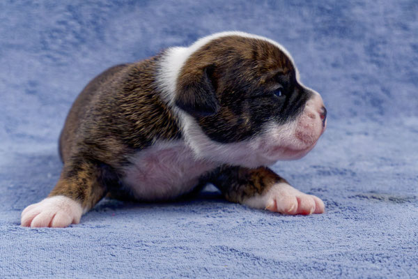 Ursa - zwei Wochen alt