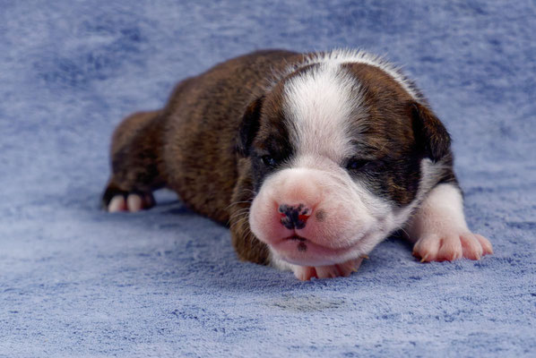 Unkas - zwei Wochen alt