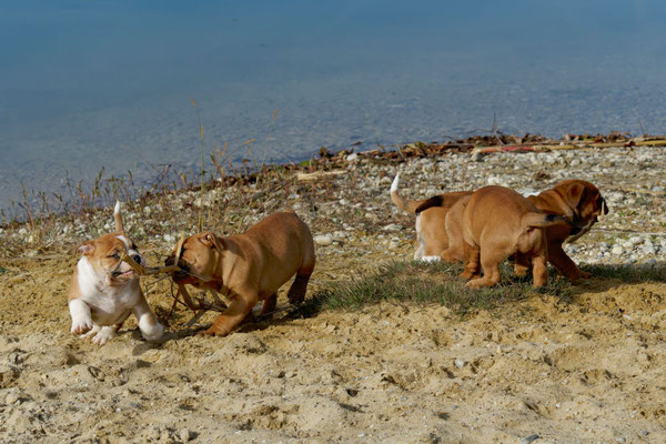 T Wurf mit Opa Freddy - acht Wochen alt
