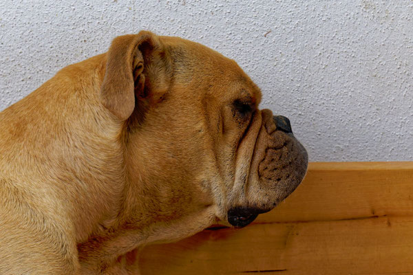 Maya ist ganz geschafft