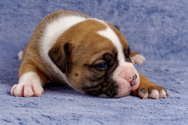 Urano - drei Wochen alt