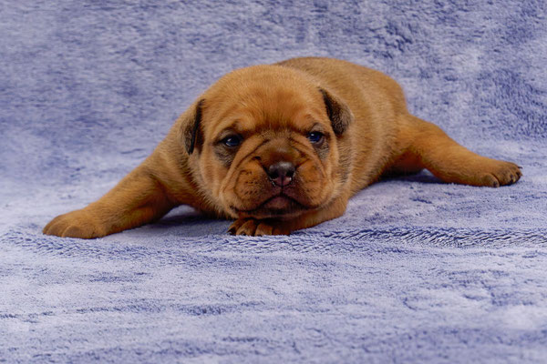 Tyson - mit zwei Wochen